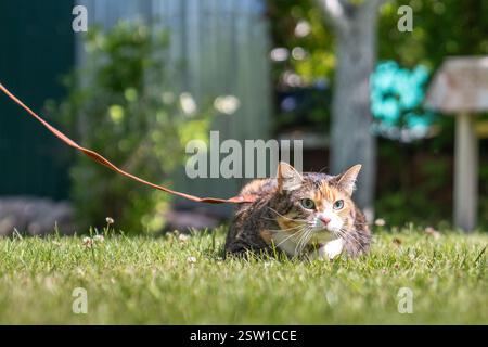 Curioso gatto tricolore al guinzaglio che cammina all'aperto in giardino, guardandosi intorno osservando l'ambiente Foto Stock