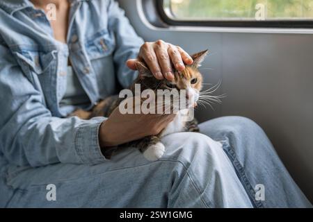 Gatto domestico che viaggia su un treno, nervoso e stressato, si siede in grembo di padroni, si guarda intorno. Foto Stock