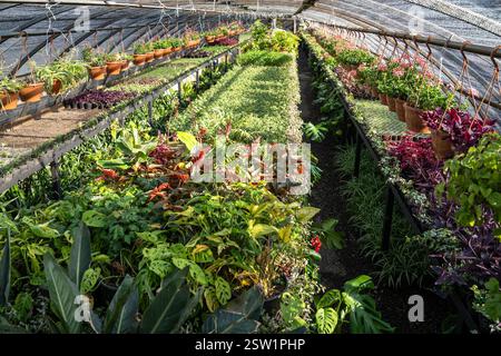 Interno di una serra soleggiata con piante. Fiori preparati per la vendita che crescono in vasi appesi. Foto Stock