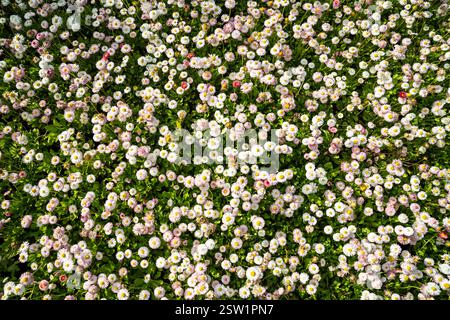 Pomponette Blooming Bellis perennis, fiori di margherita inglesi crescono nel primo piano del giardino, focalizzazione morbida. Foto Stock