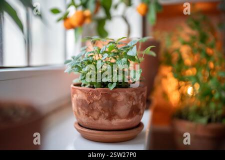 Balsamo al limone con erbe aromatiche in vecchio vaso di terracotta su davanzale a casa, primo piano. Concetto di giardinaggio interno Foto Stock