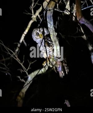 Gufo Chaco (Strix chacoensis), Aves, Chaco, AR Foto Stock