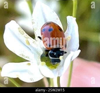 Convergent Lady Beetle (Hippodamia convergens), Insecta, Fort Ord National Monument, Salinas, CA, US, Link to White Brodiaea (Triteleia hyacinthina) osservazione https://www.inaturalist.org/observations/169181774 la chiave per la valutazione di Lady Beetles è vedere e fotografare la parte anteriore per vedere i modelli sulla testa e il pronotum (di fronte alle ali). Convergente Lady Beetle (Hippodamia convergens) fa parte del genere Oblong Lady Beetles (Hippodamia). Questa specie ha due linee bianche convergenti sulla fronte (pronotum). Il numero di punti neri è variabile. È una delle più comuni Foto Stock