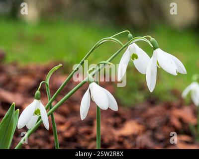 Fiori invernali bianchi di una grande forma di goccia di neve gigante, Galanthus elwesii 'Orion' che fiorisce a metà gennaio Foto Stock