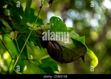 Le formiche rosse costruiscono nidi sugli alberi. All'interno del nido di formica rossa c'è una formica regina che depone le uova. Foto Stock