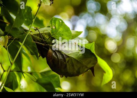 Le formiche rosse costruiscono nidi sugli alberi. All'interno del nido di formica rossa c'è una formica regina che depone le uova. Foto Stock