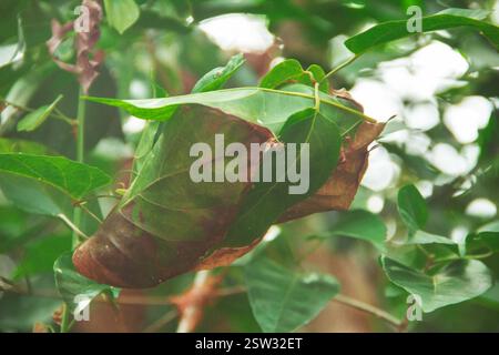 Le formiche rosse costruiscono nidi sugli alberi. All'interno del nido di formica rossa c'è una formica regina che depone le uova. Foto Stock