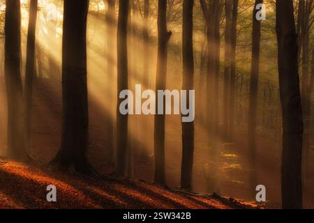 Le arpe del sole brillano tra gli alberi in una splendida mattina autunnale nebbiosa nel parco nazionale Veluwezoom, un'immagine del paesaggio autunnale Foto Stock
