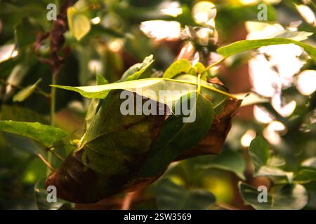 Le formiche rosse costruiscono nidi sugli alberi. All'interno del nido di formica rossa c'è una formica regina che depone le uova. Foto Stock