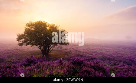Gli ipnotici campi di erica fioriscono al Veluwe Zuiderheide alla luce del mattino presto Foto Stock