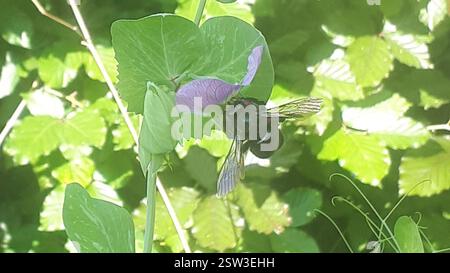 Violet Carpenter Bee (Xylocopa violacea), Insecta, Oberlenningen 73252 Germania, seduta su Pisum sativum - Pea Foto Stock