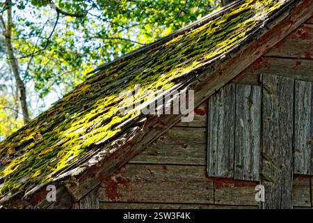 Tetto coperto di muschio di un edificio in legno. Il tetto è coperto di muschio verde e l'edificio è vecchio e intempestivo Foto Stock