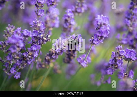Il Bumblebee impolla la fioritura del cespuglio di lavanda, picchi di vento. Insetti che volano sul campo di fiori Foto Stock