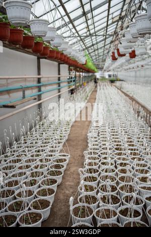 Petunia pianta piantine in vasi appesi in serra industriale. Foto Stock