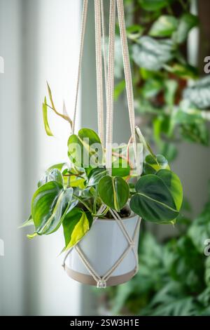 Piantare Philodendron Brasil in un vaso di ceramica appeso al macrame di cotone accanto alla finestra di casa Foto Stock