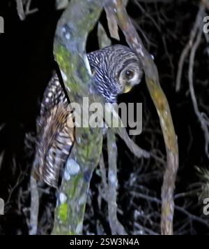Gufo Chaco (Strix chacoensis), Aves, Chaco, AR Foto Stock
