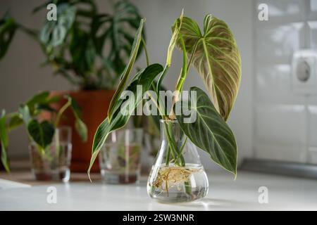 Germogli di Philodendron Splendid pianta in vaso di vetro. Semplice propagazione di piante da casa per fusto in acqua Foto Stock