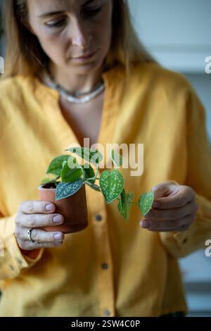Donna giardiniere esamina la pianta domestica Scindapsus in un piccolo primo piano di vaso di argilla. Amante delle piante, hobby. Foto Stock