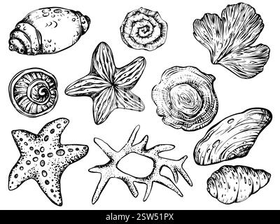 Conchiglie e clipart vettoriale delle stelle marine su sfondo isolato. Pacchetto nautico lineare con coralli e conchiglie marine per confezionare carta o tessuto. Illustrazione Vettoriale