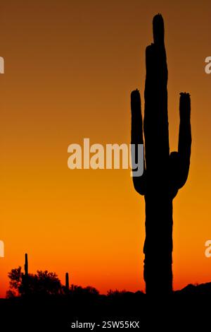 I cactus alti sono caratterizzati da una silhouette che si abbina a un bellissimo cielo arancione. Il cactus è il punto focale principale dell'immagine e si distingue sullo sfondo del su Foto Stock