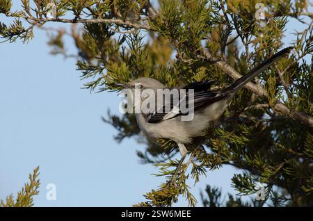 Northern Mockingbird, Mimus polyglottos, foraggio per cedro rosso orientale, Juniperus virginiana, frutta Foto Stock