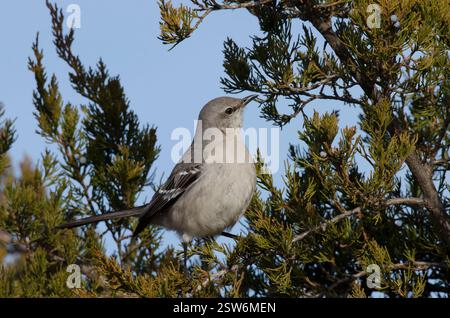 Northern Mockingbird, Mimus polyglottos, foraggio per cedro rosso orientale, Juniperus virginiana, frutta Foto Stock