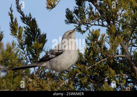 Mockingbird settentrionale, Mimus polyglottos, foraggio e alimentazione su cedro rosso orientale, Juniperus virginiana, frutta Foto Stock