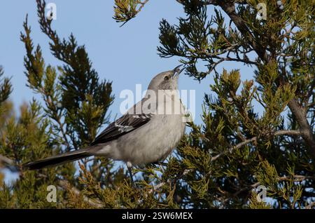 Mockingbird settentrionale, Mimus polyglottos, foraggio e alimentazione su cedro rosso orientale, Juniperus virginiana, frutta Foto Stock