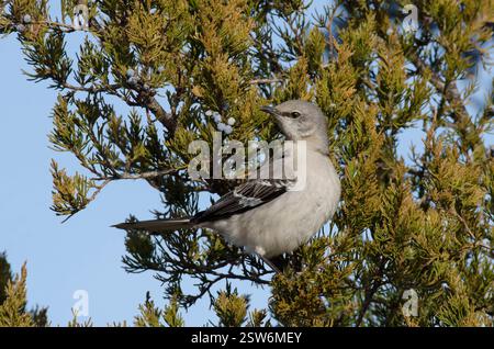 Northern Mockingbird, Mimus polyglottos, foraggio per cedro rosso orientale, Juniperus virginiana, frutta Foto Stock
