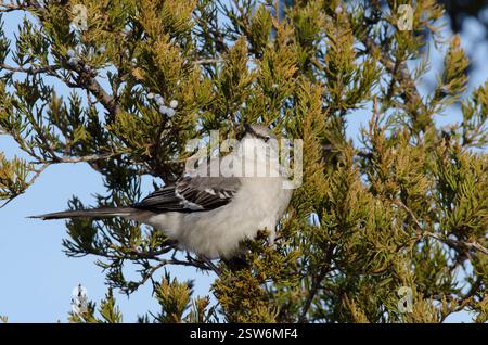 Northern Mockingbird, Mimus polyglottos, foraggio per cedro rosso orientale, Juniperus virginiana, frutta Foto Stock