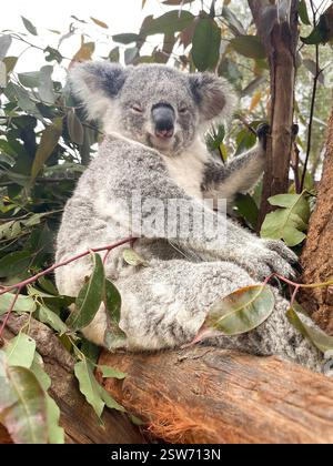 Koala grigio seduto su un ramo di un albero di eucalipto in Australia in una giornata nuvolosa Foto Stock