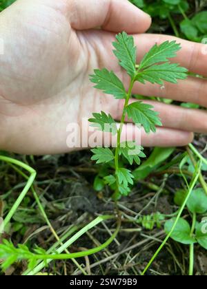 Pacific Silverweed (Argentina pacifica), Plantae, Lake Sammamish State Park, Issaquah, Washington, USA Foto Stock