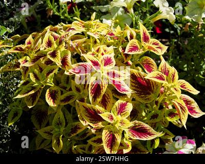 Foglie rosse e gialle di cultivar Coleus nel giardino francese Foto Stock