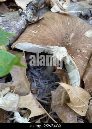 Funghi dell'America orientale (Megacollybia rodmanii), funghi, Magnolia Bluff Park, Evansville, WISCONSIN, NOI, Day era soleggiato e caldo. Trovato a circa un metro e mezzo dal sentiero. Nessuna macchia/ammaccatura, olio/latte. Ne ho trovati due vicini sul terreno, senza odore o gusto distinti. Foto Stock