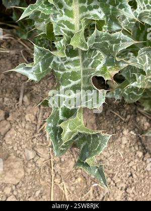 Cardo di latte (Silybum marianum), Plantae, Henry W. Coe State Park, Gilroy, CA, US, Milk Thistle (Silybum marianum) introdotto/naturalizzato cardo nella famiglia delle Asteraceae che cresce lungo le strade, nei pascoli e nei terreni disturbati. Le foglie sono distintive: Le grandi vene bianche sono solitamente molto luminose e apparenti. La colorazione bianca è sempre presente sulle vene di terzo ordine. I Phyllari sono simili a stelle, con lunghe spine affilate che si irradiano immediatamente sotto le grandi teste di fiori viola e solitari. Periodo di massima fioritura: Da maggio a giugno. Eccellente confronto dei cardo per cwarneke: https://www Foto Stock