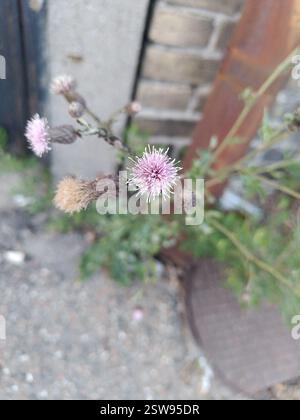 Cardo strisciante (Cirsium arvense), Plantae, 1432 København, Danimarca Foto Stock