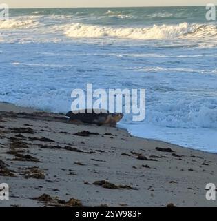 La tartaruga marina (Caretta caretta), Reptilia, Stati Uniti, l'ha incontrata di ritorno dalla duna alle 19:15, non volevo avvicinarmi troppo, quindi non ho trovato il mio documento positivo. Qualche prova di scavo, ma difficile da dire dato che la sabbia era crollata Foto Stock