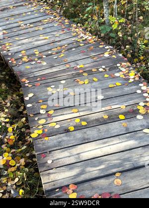 Sentiero ecologico in legno ricoperto di foglie gialle cadute nella foresta in autunno. Sicurezza ambientale Foto Stock