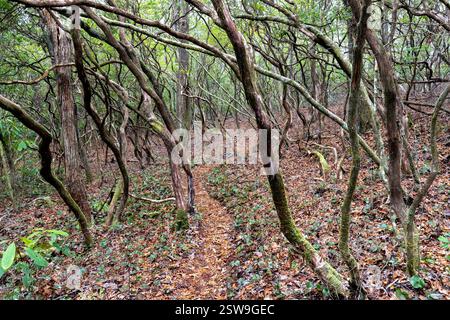 Sentiero escursionistico nella Headwaters State Forest - vicino a Brevard, North Carolina, Stati Uniti Foto Stock