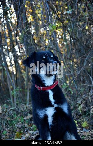 Mutt nella foresta Foto Stock