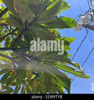 Funghi ruggine (Pucciniales), funghi, Ala Kahakai National Historic Trail, Hawaii, Hawaii, Stati Uniti, funghi ruggine su alcune piante coltivate Foto Stock