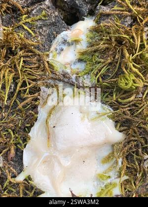 Muffe di melma (Mycetozoa), Protozoa, Grass Valley, CALIFORNIA, Stati Uniti, MELMA Foto Stock