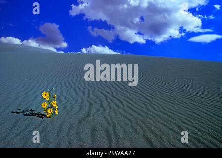 Un girasole della prateria (Helianthus petiolaris) fiorisce tra le dune di sabbia del Great Sand Dunes National Park, Colorado USA. Foto scattata a settembre. Foto Stock