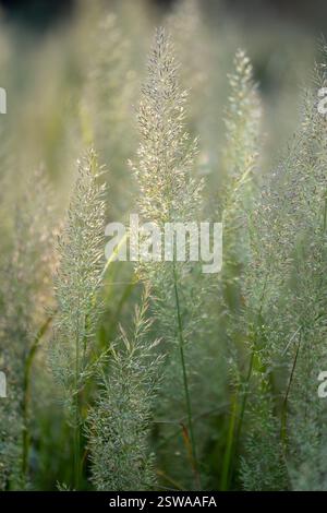 Erba verde nel campo. Profondità di campo bassa. Estate sfondo natura. Foto Stock