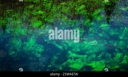 Struttura astratta e schema delle piante verdi sott'acqua Foto Stock