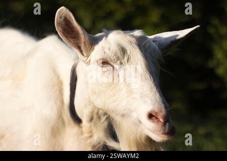 Una capra bianca masticando sull'erba, da vicino Foto Stock