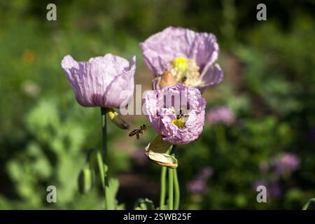 Papavero da oppio, fiori di papavero viola fioriscono in un campo. (Papaver somniferum). Le api volano e impollinano i fiori di papavero Foto Stock
