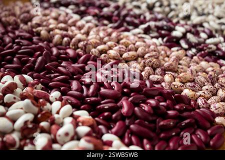 Diversi tipi di fagioli - reni, fagioli variegati, anasazi, sfondo. Leguminose, rosse, bianche, beige e fagioli neri Foto Stock