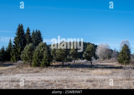Gli alberi Evergreen si ergono alti contro un cielo azzurro limpido in un campo ricoperto di gelo Foto Stock