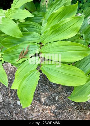 Pennacchio di Solomon occidentale (Maianthemum racemosum amplexicaule), Plantae, Carmel, CA, USA, Plume di Salomone occidentale (Maianthemum racemosum ssp. Amplexicaule) alias Fat Salomon o Western False Solomon’s Seal. Pianta nativa, perenne, che ama l'ombra. Gli steli crescono a "zigzag". Le foglie sono alternate, grandi (7-20 cm), ovate, con punte da acuta ad acuminata. I fiori sono bianchi in un denso panicolo terminale. Periodo di massima fioritura: Aprile. Le bacche iniziano con il verde, diventano chiazzate e infine con il rosso puro. La fase finale di fruttificazione è costituita dai semi bruni rimanenti. Plants of Monterey County: An Illustrated Field Key, 2nd ed Foto Stock